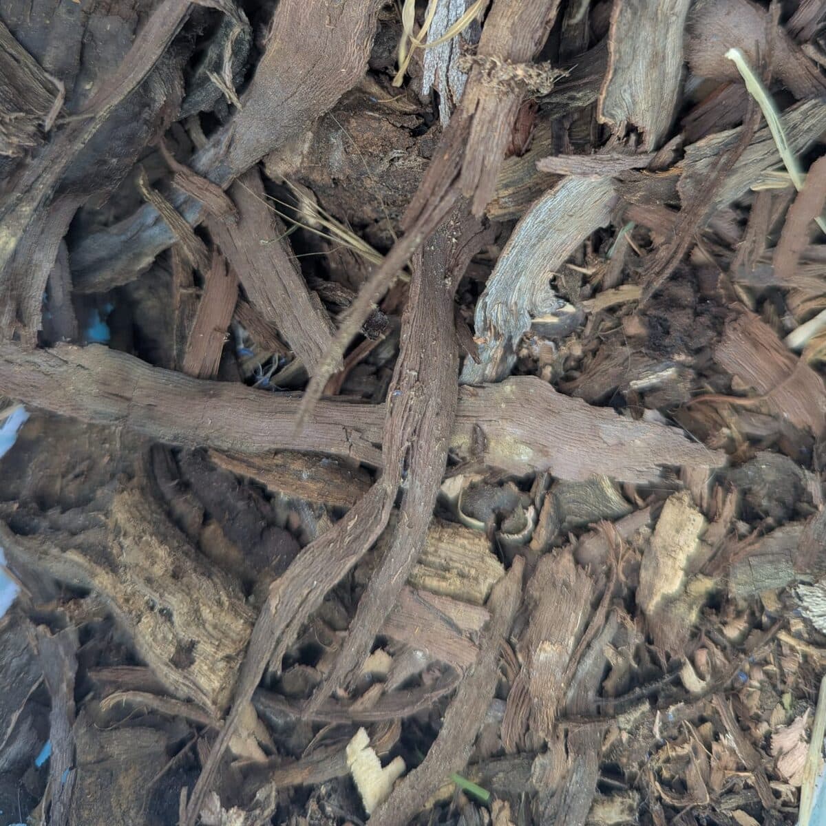 Bois de vigne pour fumage